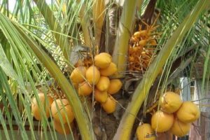Pohon kelapa memiliki banyak potensi untuk dikembangkan menjadi pelbagai bidang usaha